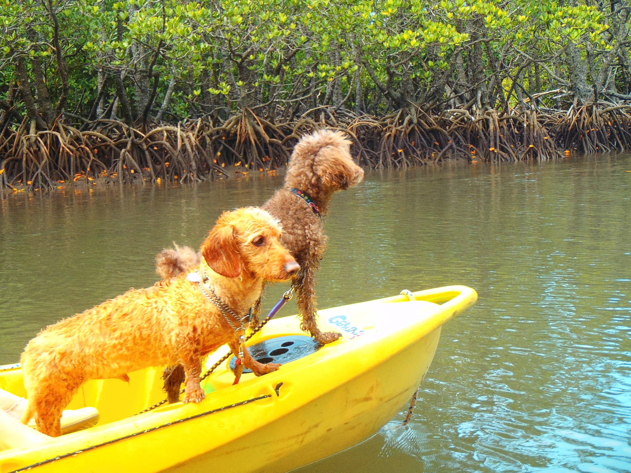 サンゴ礁・熱帯魚シュノーケリング